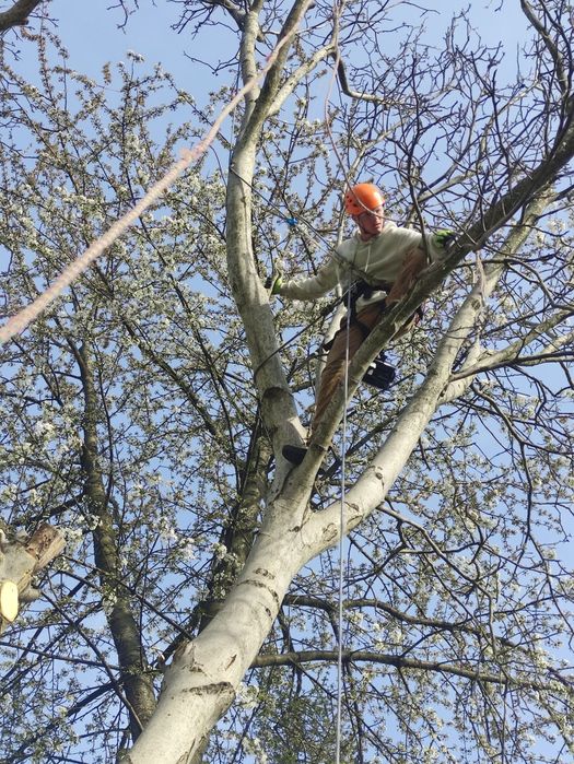 Зрізання ДЕРЕВ та обрізка ДЕРЕВ