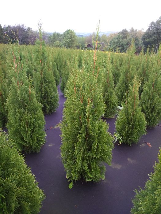 Tuja,thuja, tuje,thuje szmaragd140- 150 cm