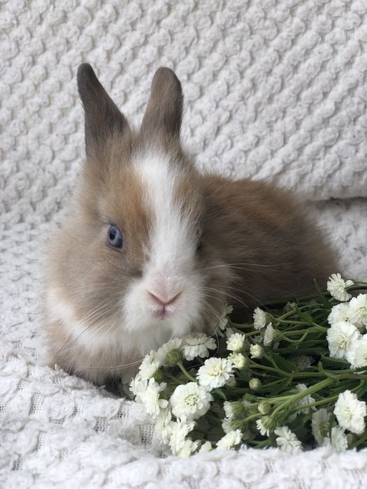 Декоративные ручные кролики Одесса