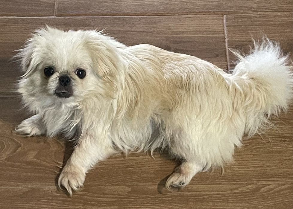 Femea de Pequines/ Pequinois