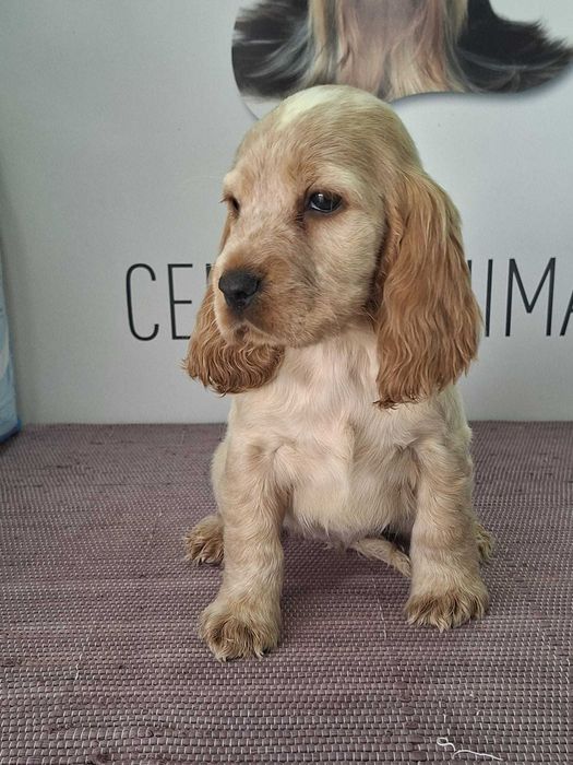 Cachorra Cocker Spaniel Inglês TOP