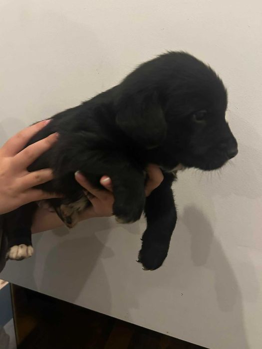 Pies  retriever rodowod