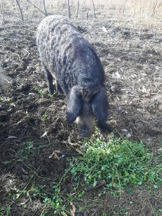 Продам свиней Венгерской Пуховой Мангалицы!