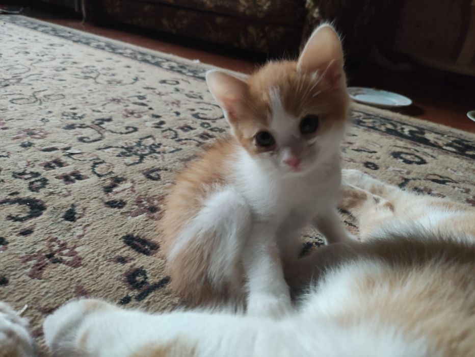Дарую котиків 2 місяці