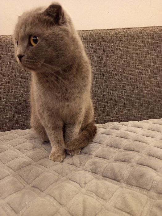 Не стерильная кошечка - голубая