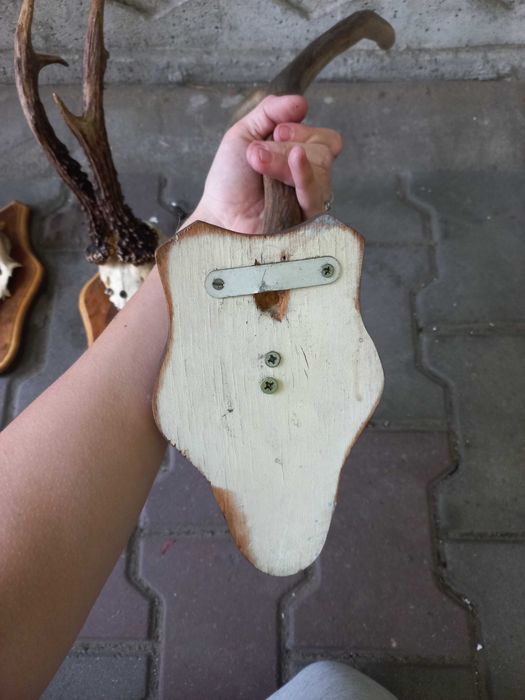 rogi zwierzęce cena za zestaw