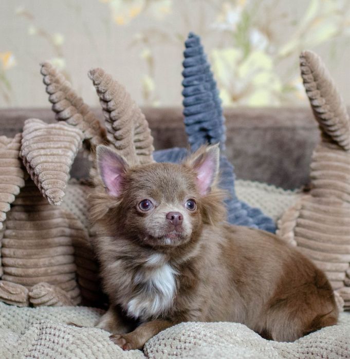 Лілова довгошерстна Candi