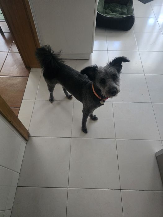 Nico para adoção
