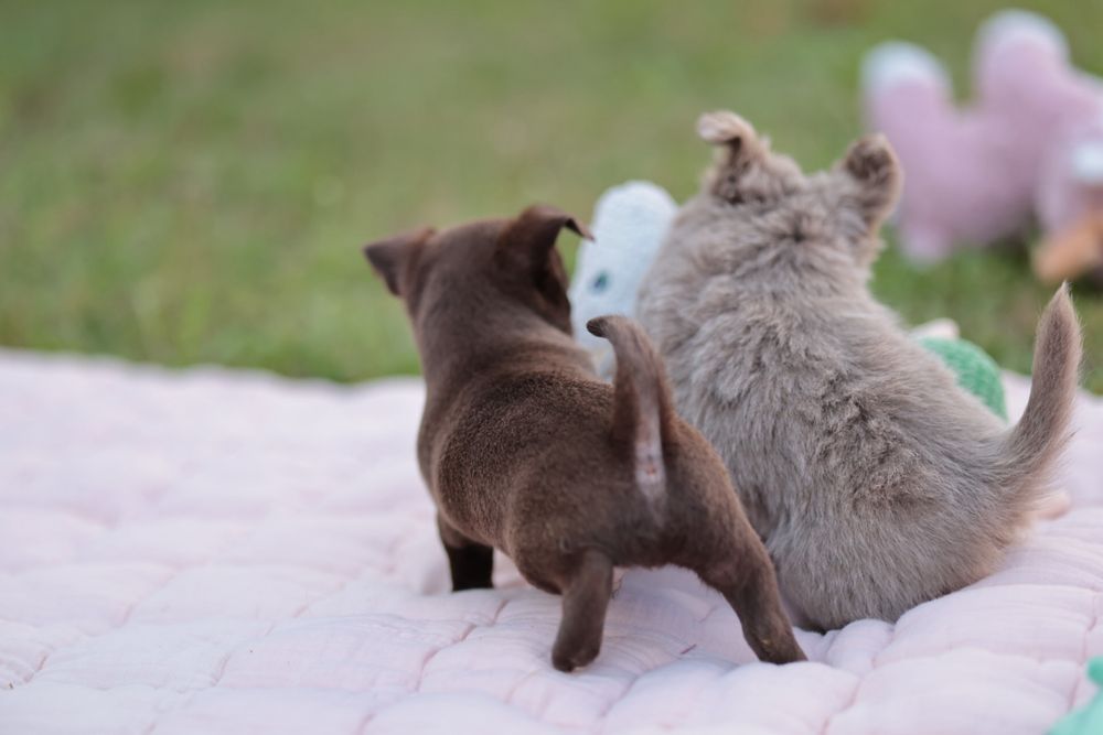 Chihuahua czekoladowy chłopczyk krótkowłosy