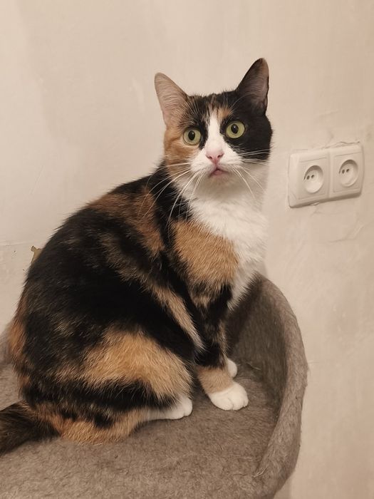 Киця в добрі руки,  стерилізована