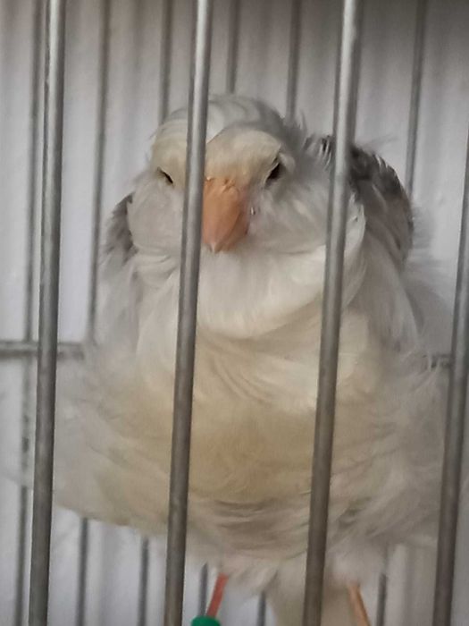 Canarios Frisados Parisienses