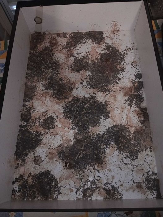 Bichos da seda(ovos)