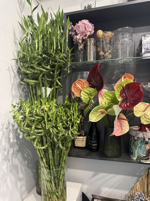 Продается драцена сандера бамбук