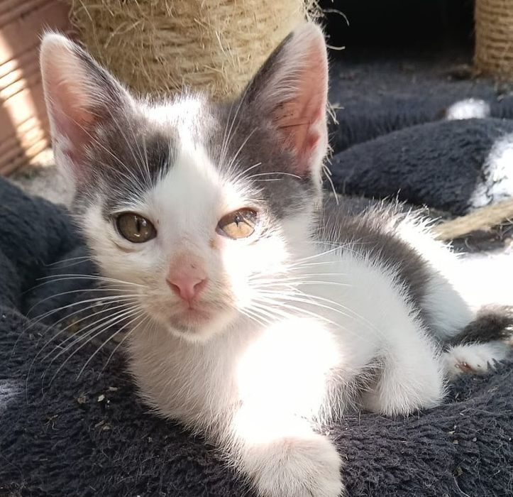 Gatinhos bebés para adoção