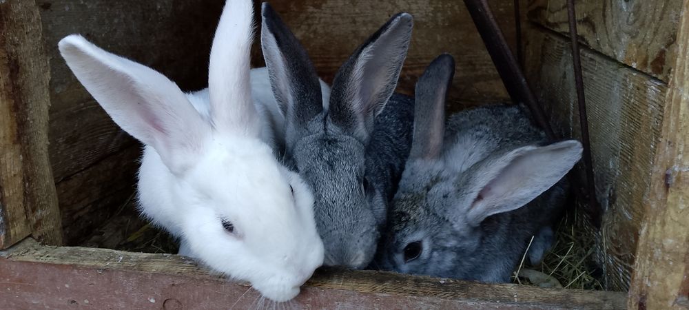 Króliki młode samce