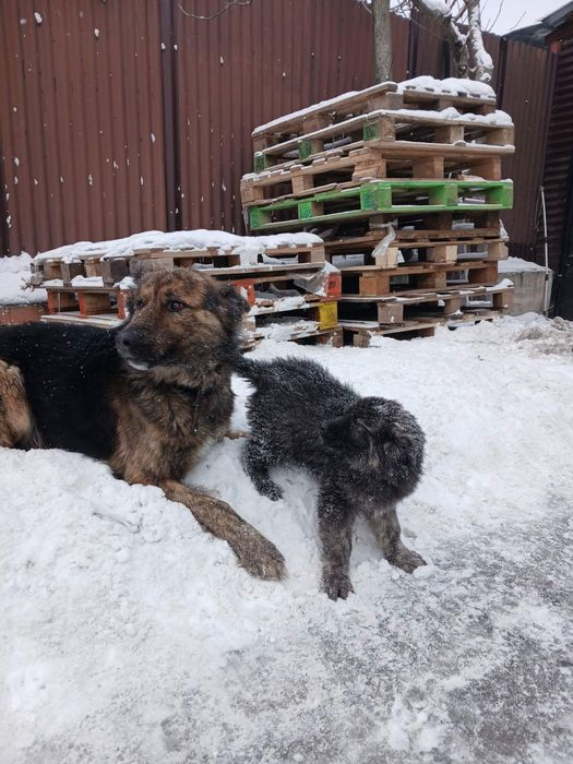 Цуценята вівчарки