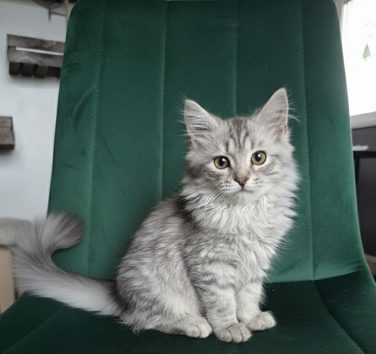 po Championach rodowód FPL FIFE Neva Masquerade kot Syberyjski