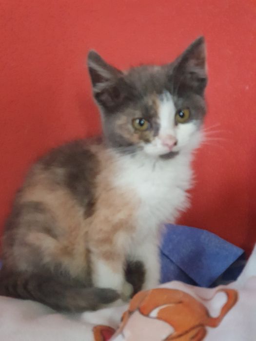 Ласкутная кошечка