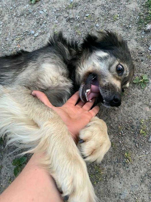 пес що прийшов до нас