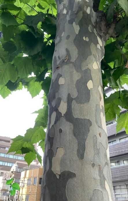 Платан.Саджанці у контейнерах