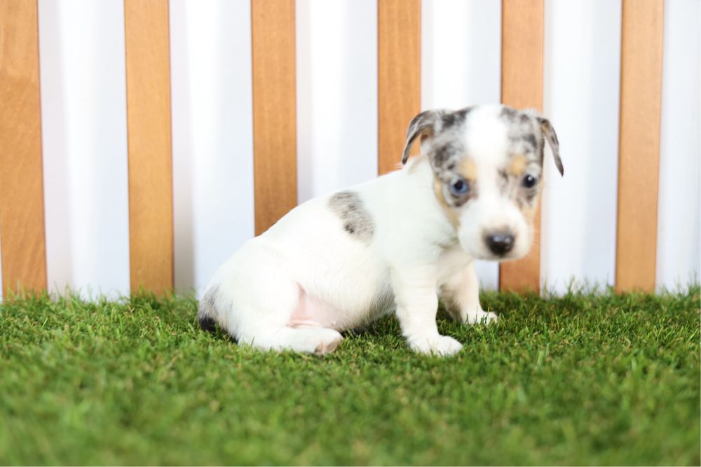Jack russell exotic