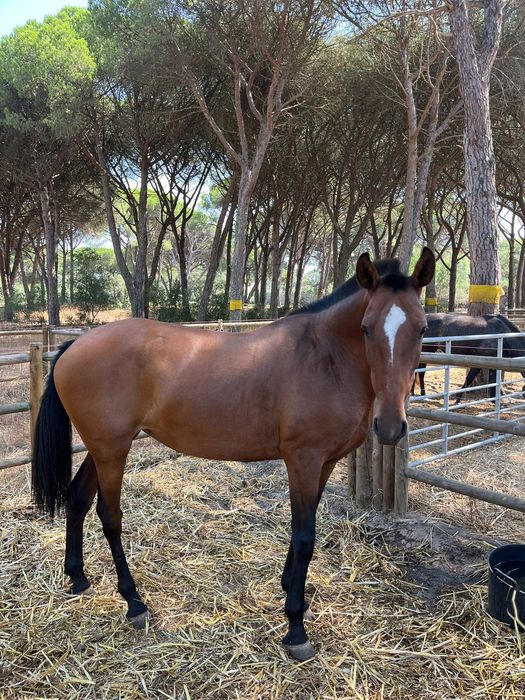 Égua Lusitana com livro azul