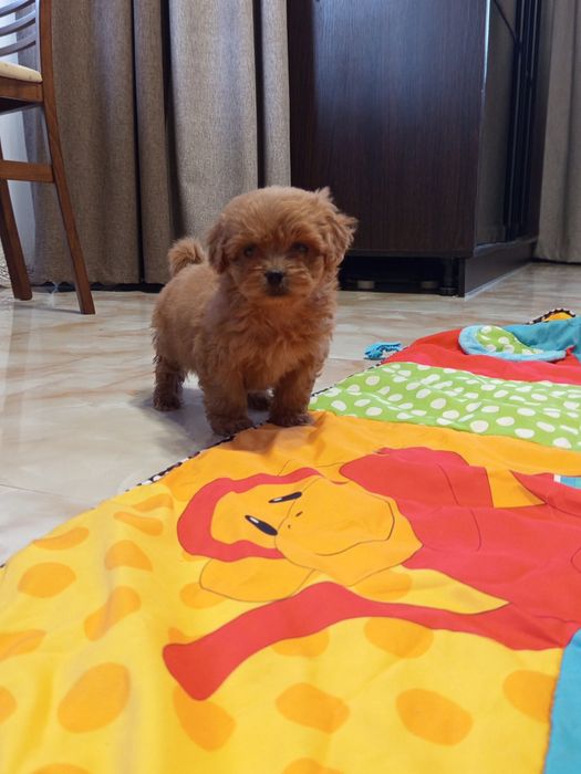 Мальтіпу хлопчик