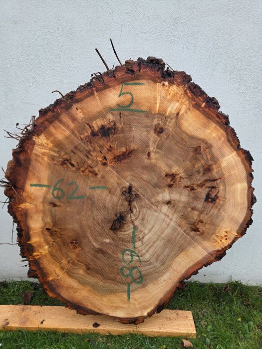 Plaster topoli z czeczotą