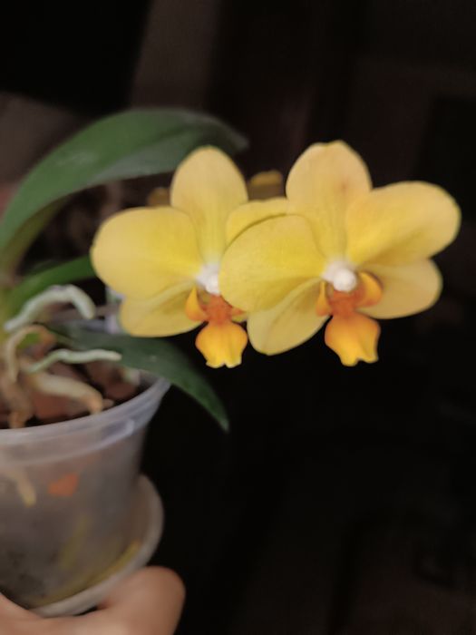 Продам орхідею, фаленопсис