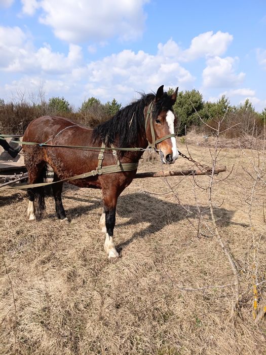 Продам спокійну кобилу