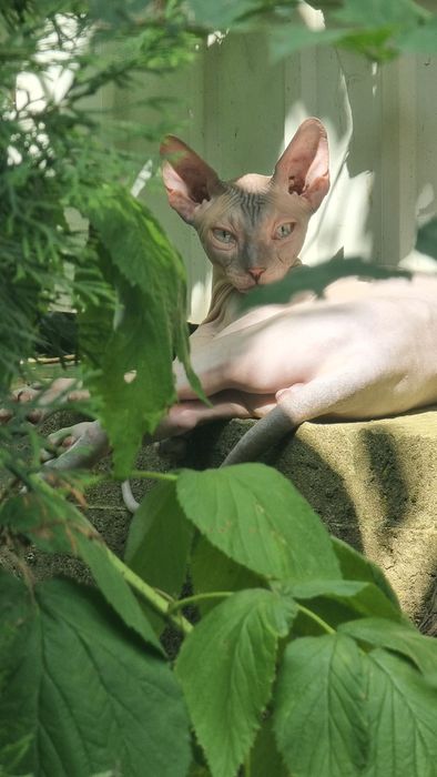 Кіт Сфінкс (в'язка)