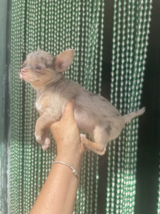 Chihuahua  femea   excelente merle chocolate