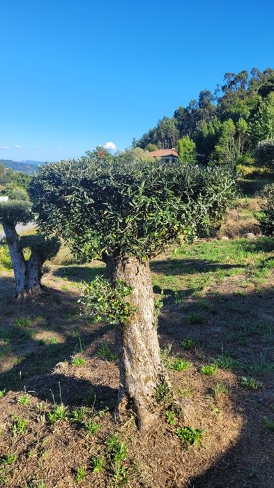Oliveiras de Jardim