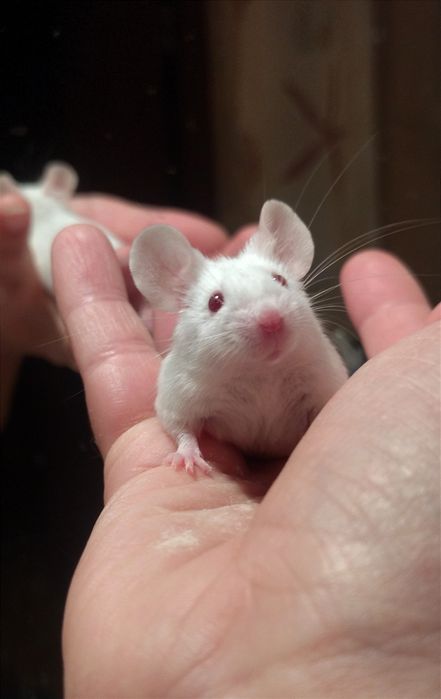 Декоративні мишки. Миші, мишенята