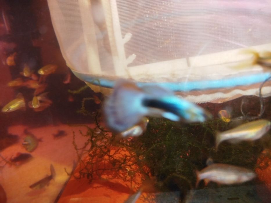 Gupik tuxedo blue