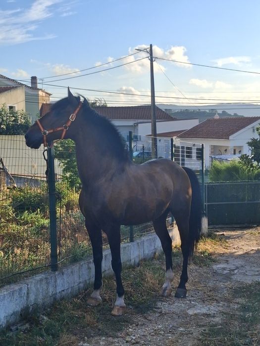 Cavalo puro sangue lusitano