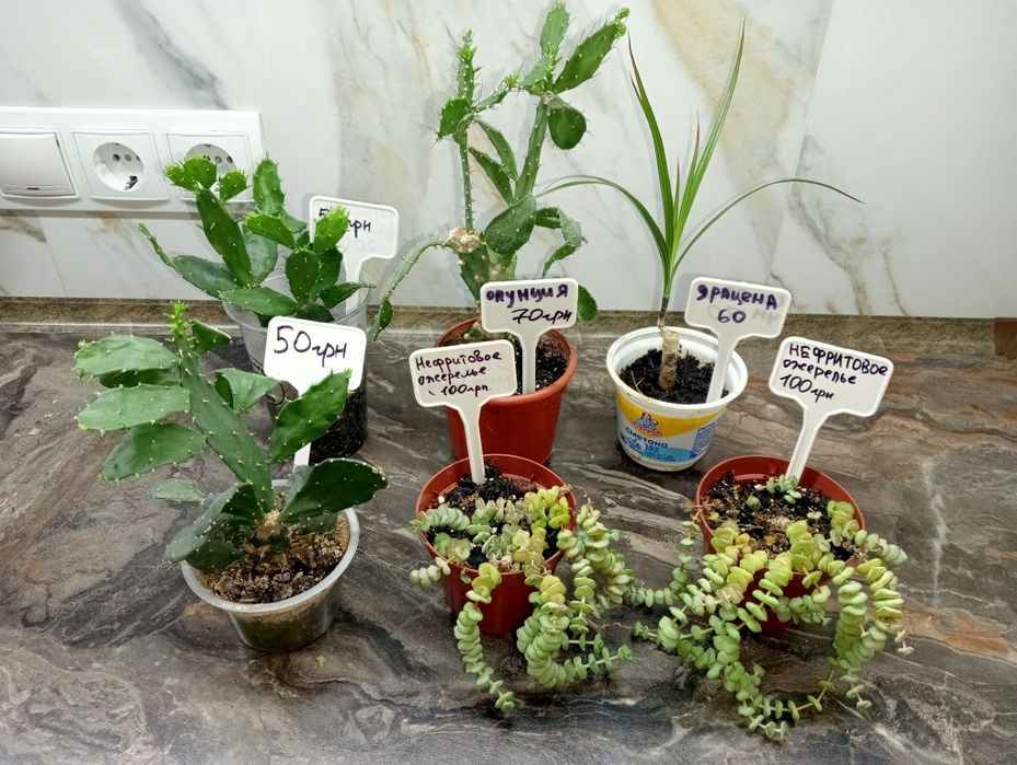 Монстера, хавортия, кофе, опунция, фикус каучуковий, драцена,пеперомия