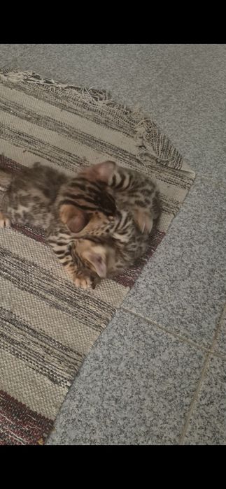 Bengal macho  pura