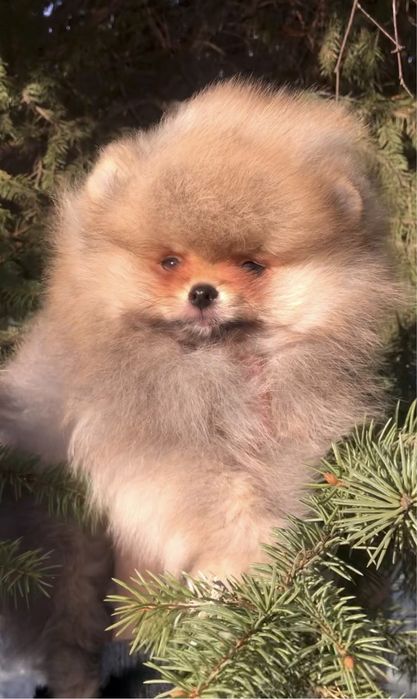 Хлопчик шпіц. КСУ.