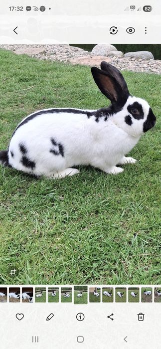 Srokacz Niemiecki samiec