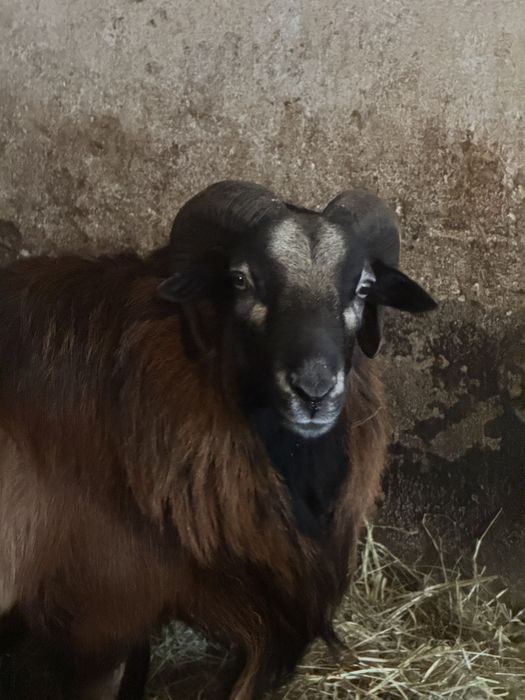 Baran kameruński 1,5 roczny.