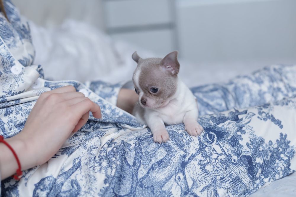 Білий з ліловим хлопчик, ксу