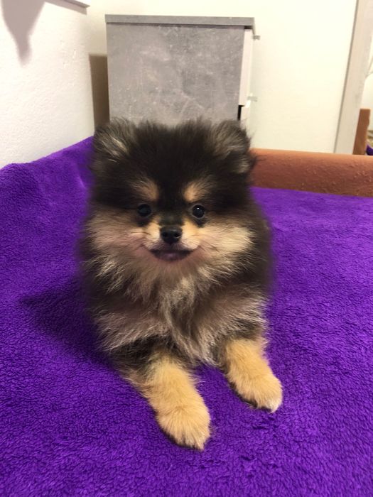 Lulu da Pomerânia Mini Macho
