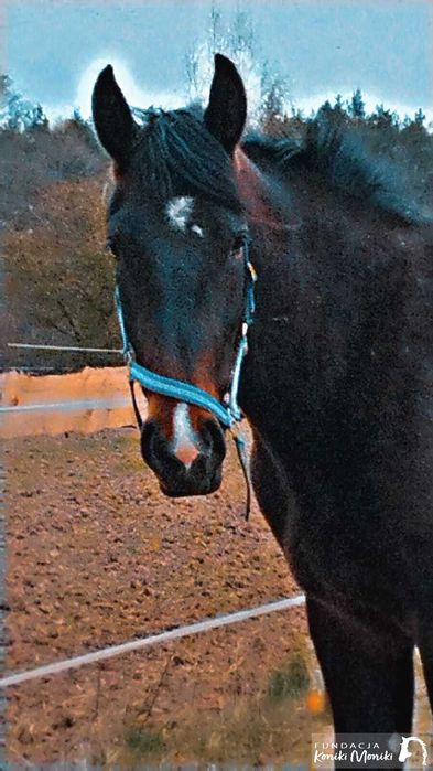 Kukułka - młoda klacz do bezpłatnej adopcji