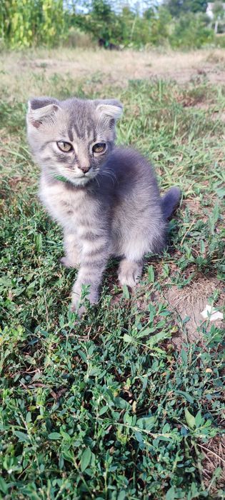Котика у добрі руки