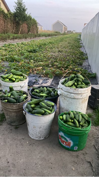 Ekologiczne warzywa i owocowe z poletka w Mirkowie ul. Kalinowa 3A