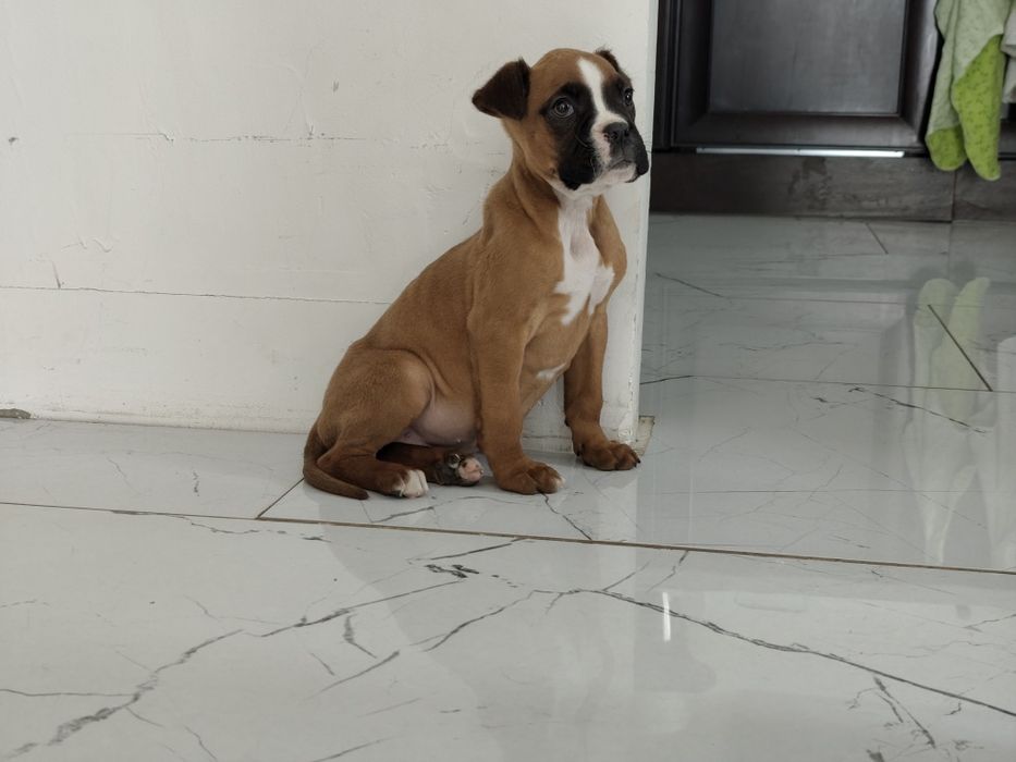 Bokser z Rodowodem gotowe do odbioru