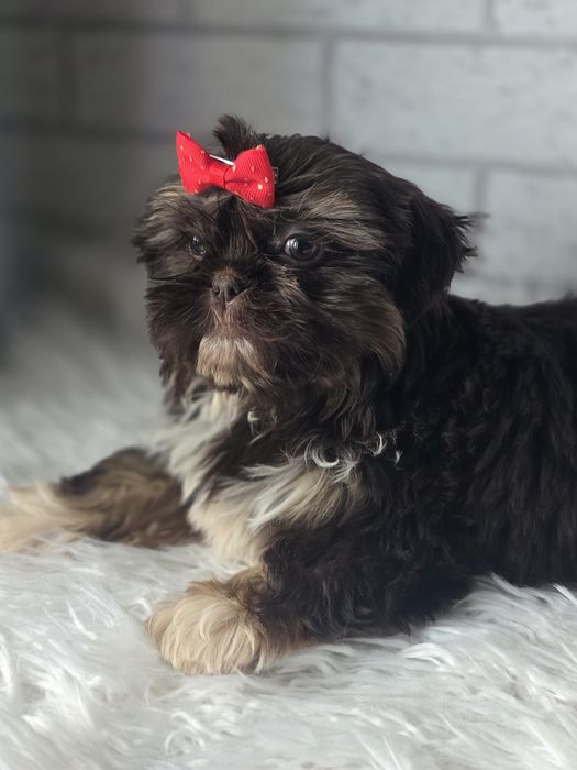 Shih Tzu 2,5msc Czekolada