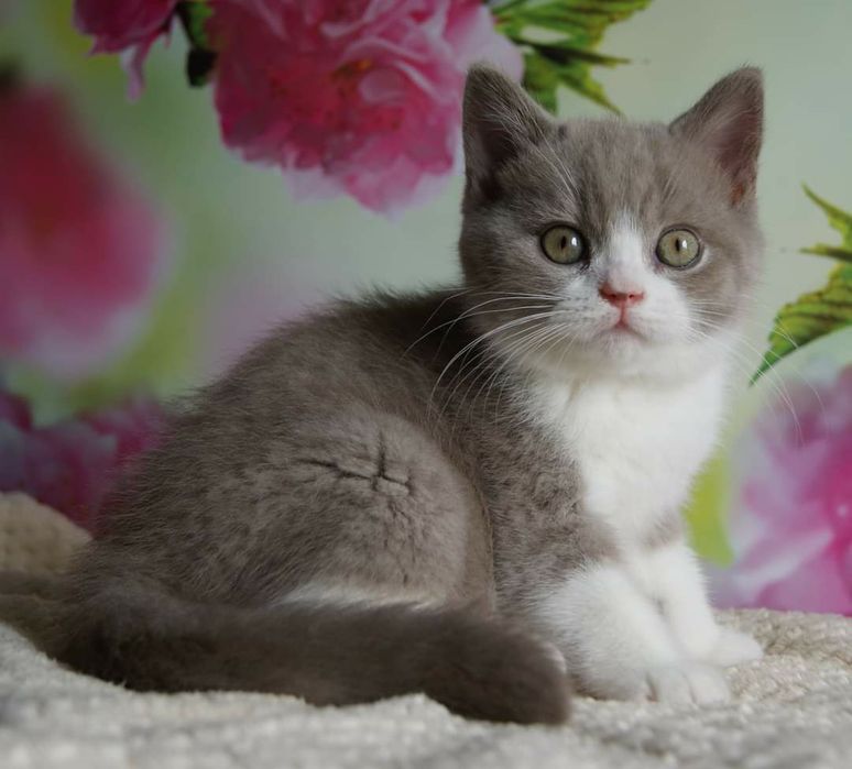 Шотландский котёнок