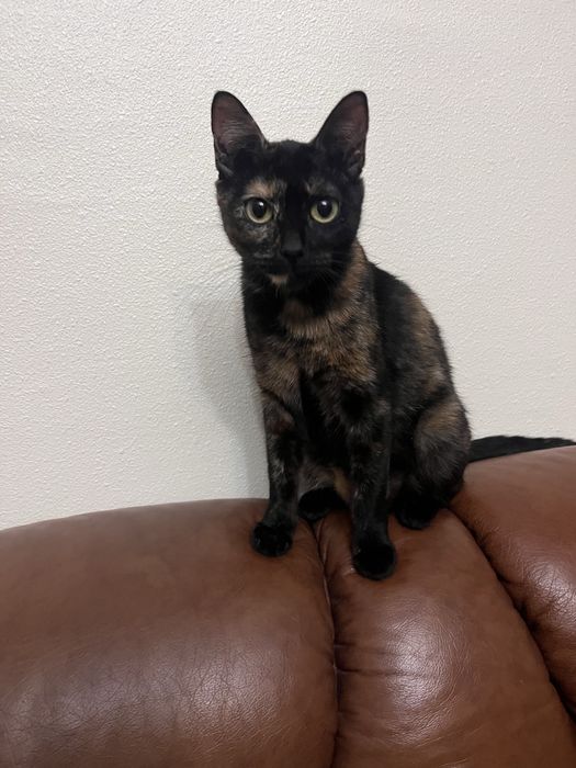 Gata Para adoçao